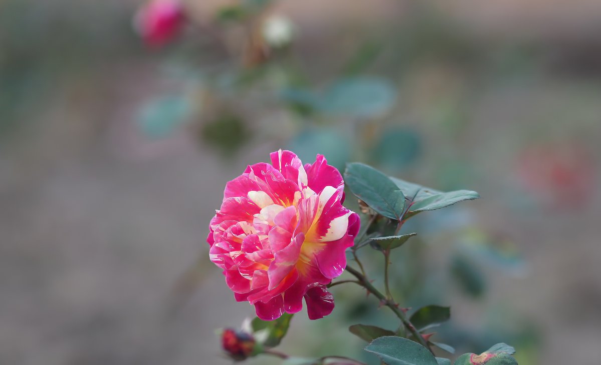 implausibleblog's tweet image. Good morning, a beautiful red and yellow rose to brighten your day ☺️
Have a good Tuesday 🙏