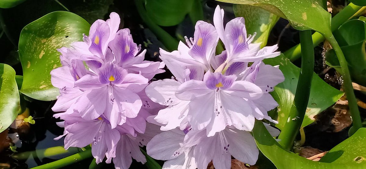 SamvrithaS74429's tweet photo. Beyond my courtyard 🌸💖
Payalpookal...
Follow me..
#flowers #aquatic #moss #field #greenery #scenery #nature #aesthetic #bloom https://t.co/rCi3Hs2GPe