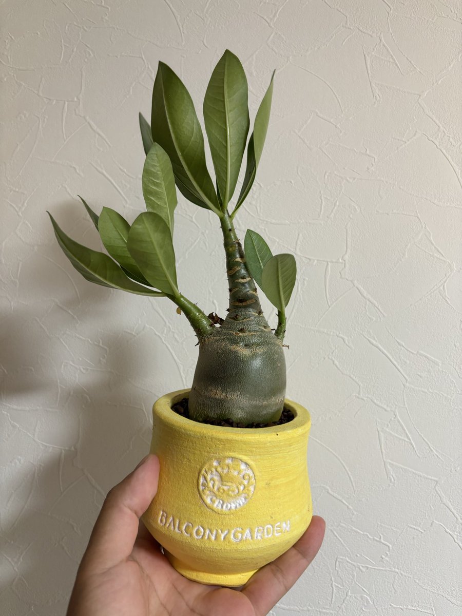 【植物好き】 植物好き