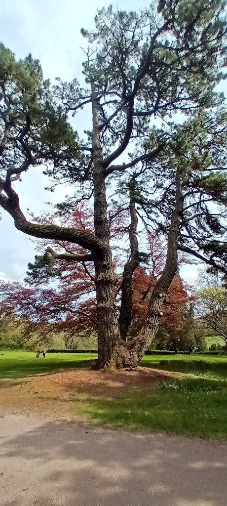 eva_joy1's tweet image. Grow tall, stand strong.🌳🌴🪾🌲

QP/Share🌳🪾🌲

 #TuesdayTrees 
#TreeClub