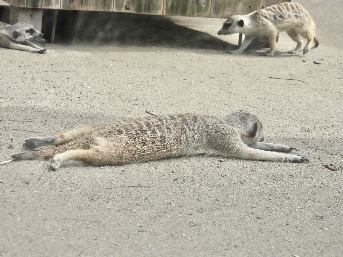 ミーアキャットさん ことりママ on X: 