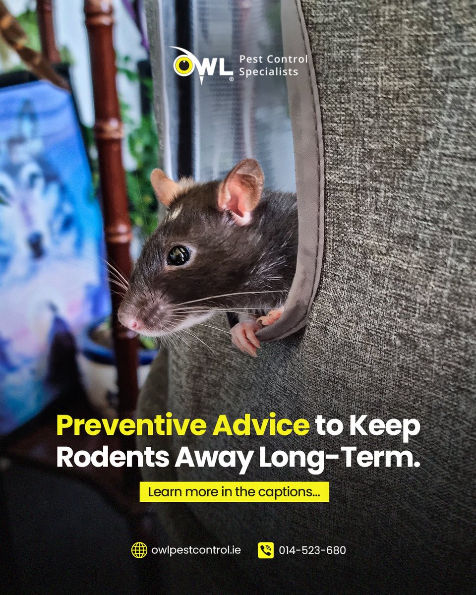 owlpestcontrol's tweet image. Stop rodents before they move in. 🐀

From sealing entry points to maintaining clean spaces and regular inspections, a little proactive care goes a long way.

📞 Book your preventive inspection today! owlpestcontrol.ie

#RodentControl #PestControl #RatRemoval #MiceControl