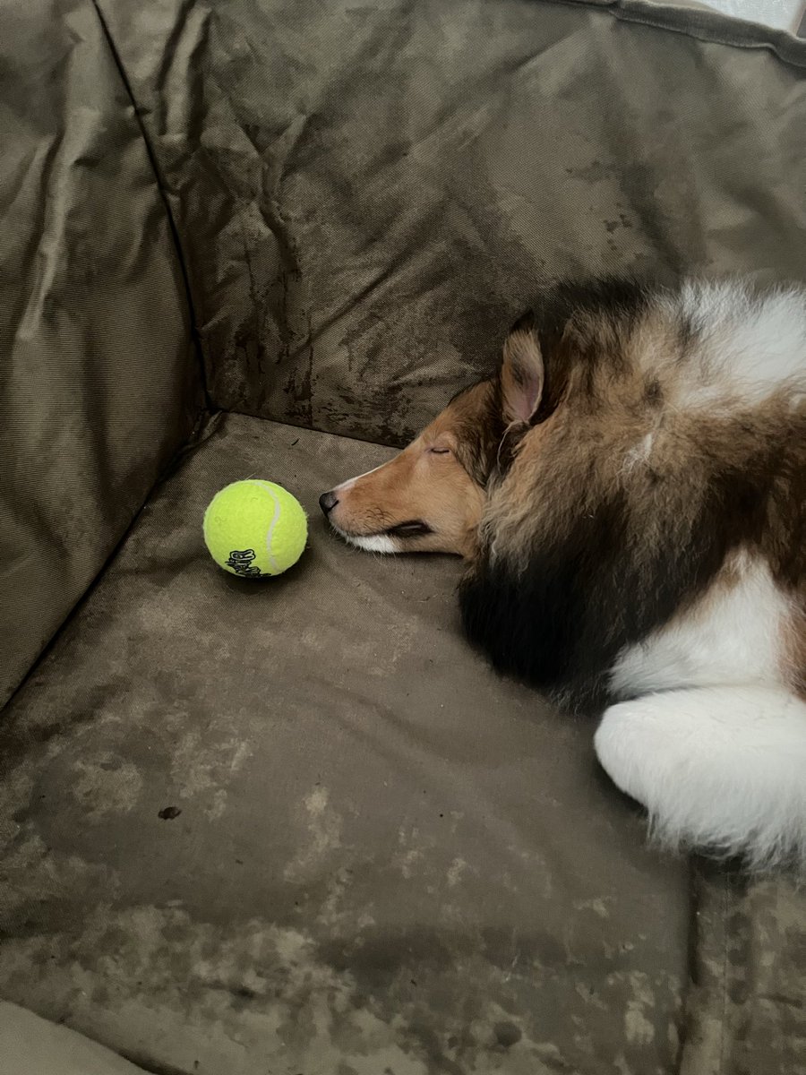 misuki56520412's tweet photo. 初めての犬連れキャンプ！
移動で大変疲れたみたいで既にぐっすり笑 https://t.co/5OzX4v6CYV