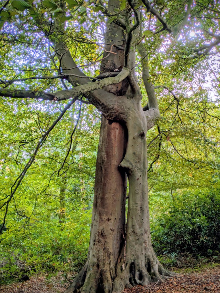 #thicktrunkTuesday  Love these two trees at Lancaster University. Looks like they're having a cuddle.☺️