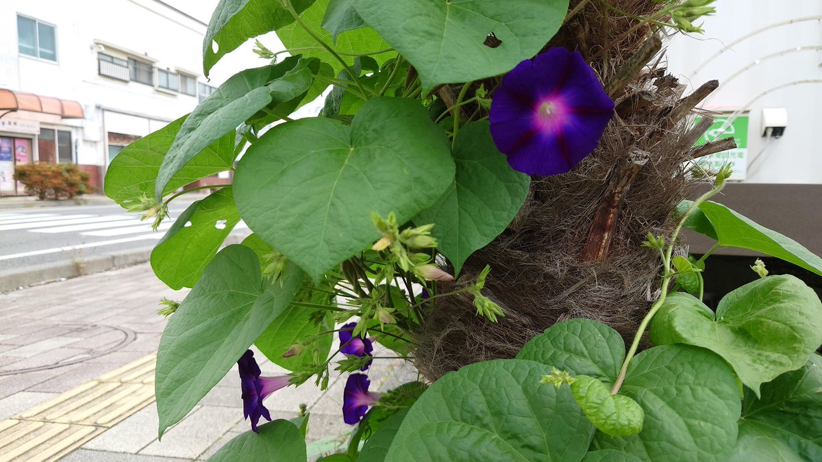 17:00～はイブニング高ボッチ！
大内真哉(<a href="/tfm894_suwa/">大内 真哉</a>)がお送りします。
アサガオ日記！ピークがすぎたかと思いきや、今度は道路側のアサガオがたくさん花を咲かせ始めました。シュロへの巻付きも順調です。
Xでの投稿は<a href="/TFM894/">高ボッチ高原FM 89.4MHz</a>をつけてください！
 #高ボッチ高原FM