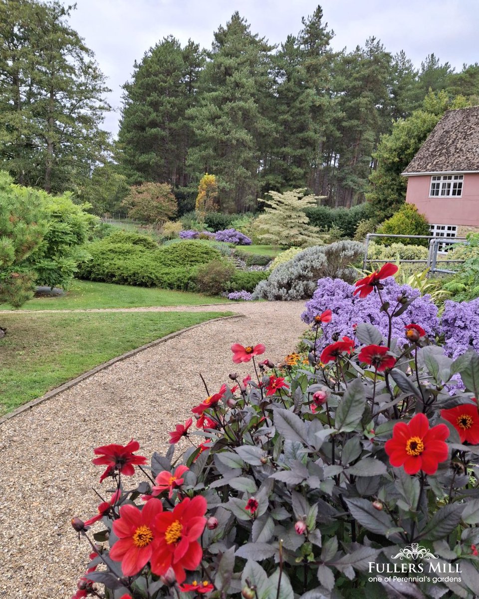Autumn colour at Fullers Mill 🍂

There's just 3 weeks left to visit before we close for the season so come &amp; enjoy the turning leaves, riverside paths &amp; late blooms.

Open Weds, Fri, Sat &amp; Sun 11–5.
<a href="/The_RHS/">The RHS</a> members visit free on Weds

perennial.org.uk/gardens/garden…
#PerennialsGardens