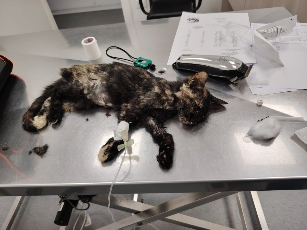 Baffi Randagi (@randagibaffi) on Twitter photo In clinica con un'altra creatura,ragazzi non ce la facciamo più è un massacro. L' unico modo per trovare fondi è far girare Teaming ma poche persone si iscrivono,la prox emergenza purtroppo non verrà recuperata.
IBAN: IT89Z0538781591000043031902
PAYPAL: donazioni@baffirandagi.com In clinica con un'altra creatura,ragazzi non ce la facciamo più è un massacro. L' unico modo per trovare fondi è far girare Teaming ma poche persone si iscrivono,la prox emergenza purtroppo non verrà recuperata.
IBAN: IT89Z0538781591000043031902
PAYPAL: donazioni@baffirandagi.com