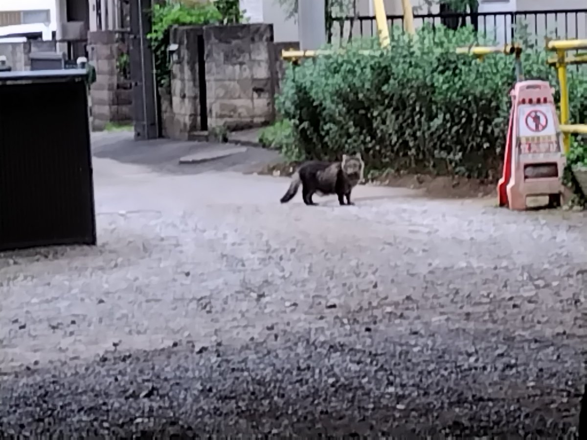 オカン❗️
アレはネコですか❔️
それともタヌキですか⁉️
#わかりません
#柴犬　#柴犬兄妹
#最大警戒中