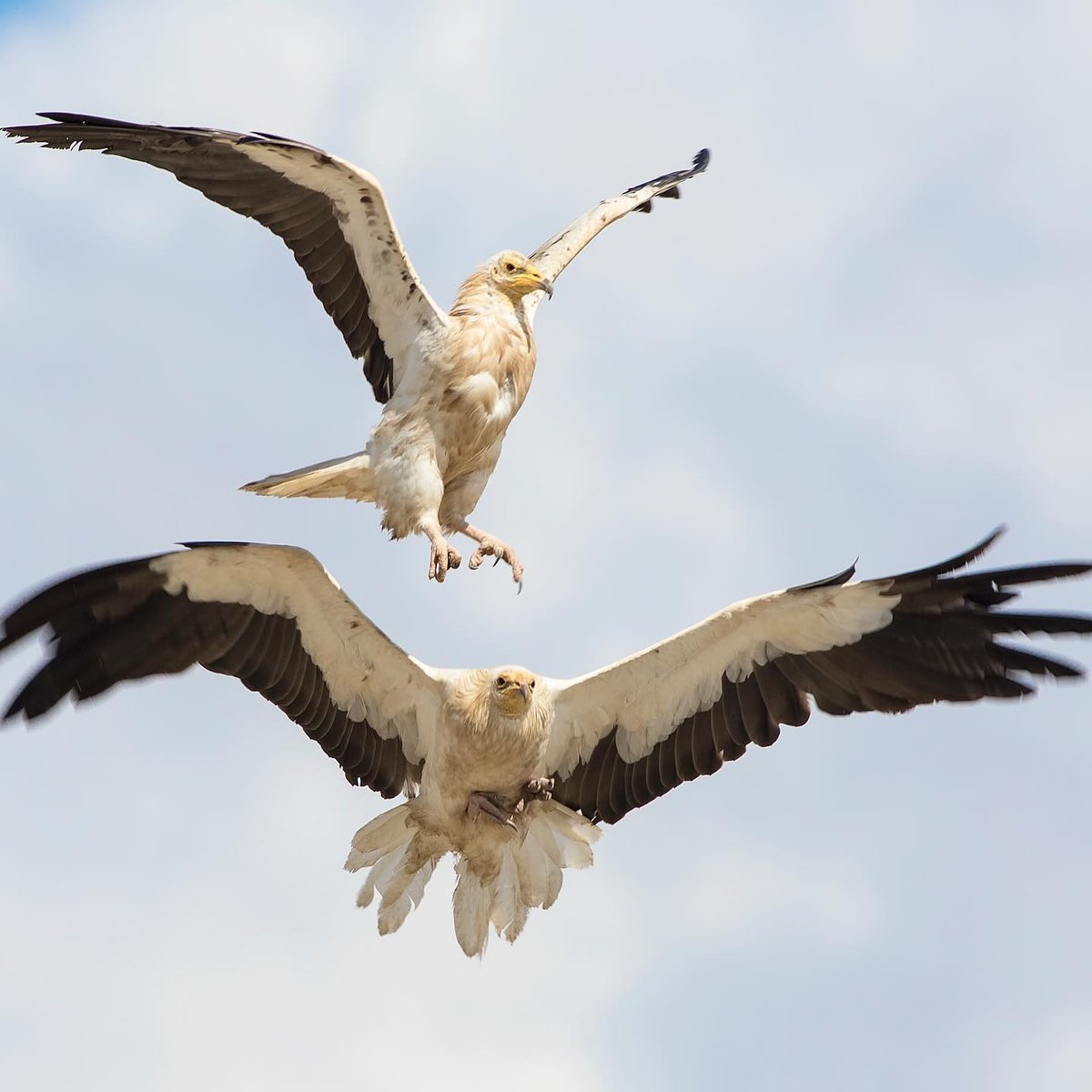 Göçmen Kuşların Güvenli Uçuşu İçin Doğa Derneği Sahada
Doğa Derneği, kuşların göç rotalarını daha güvenli hale getirmek amacıyla çeşitli bölgelerde izolasyon çalışmaları yürütüyor..
kurtulusgazetesi.com/gocmen-kuslari…
<a href="/Takoder/">Hatay Tabiatı Koruma Derneği</a> 
<a href="/DogaDernegi/">Doğa Derneği</a>