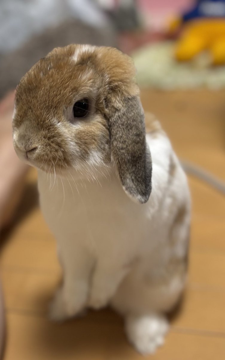 🐰こんばんは😊

ままがぼくのお手手可愛いって言う💕💕💕