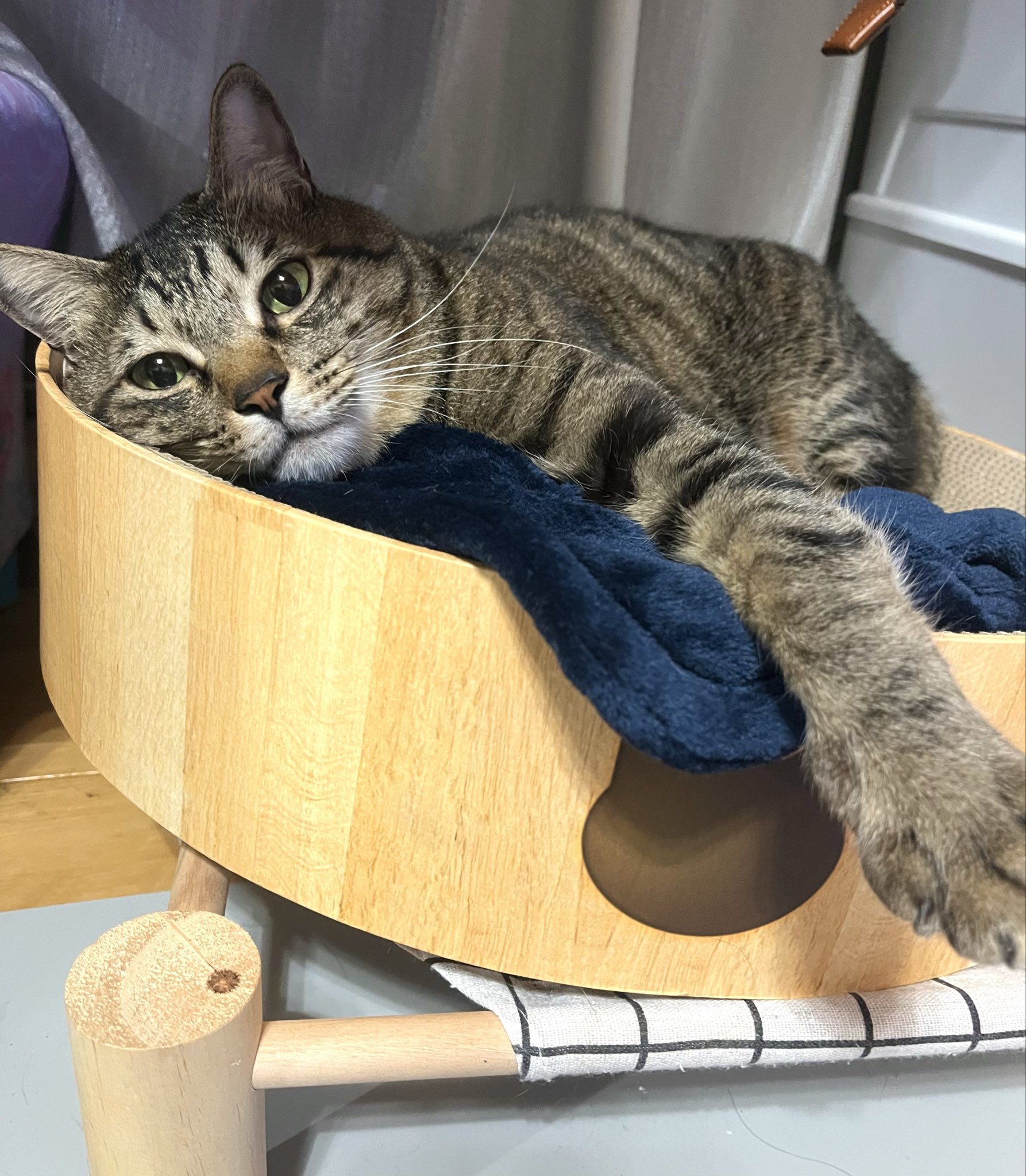 キジトラ - Search / X