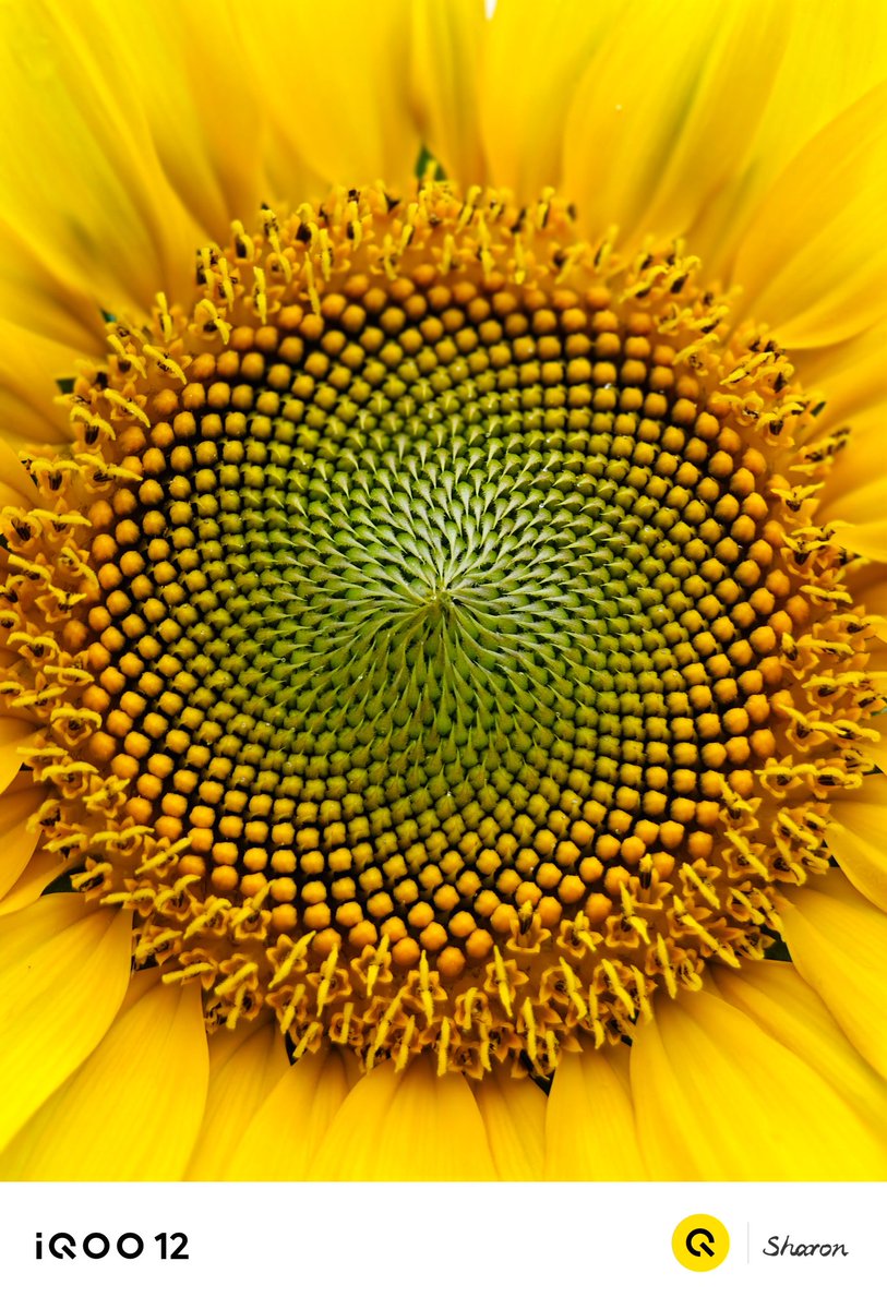 _CodeWizard's tweet image. Shot on #iQOO12