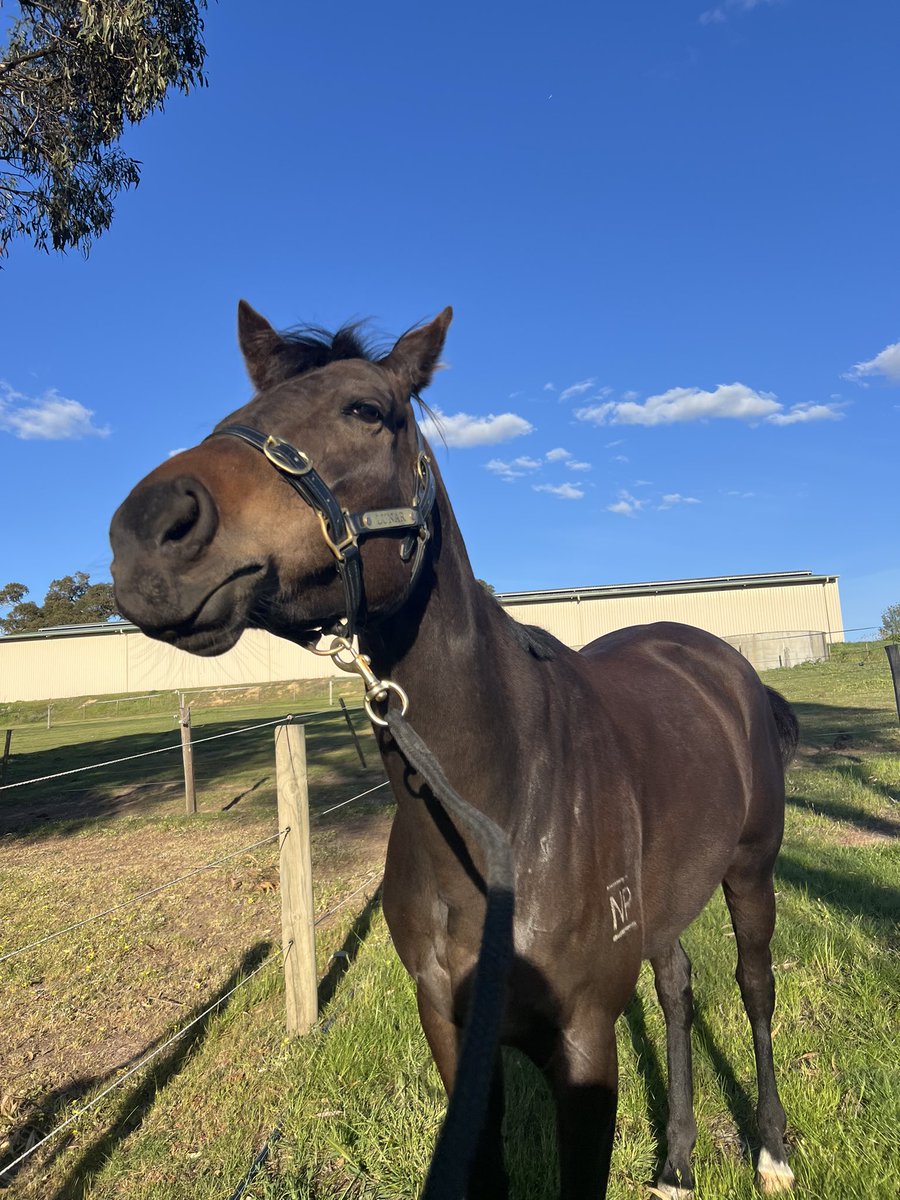evil and intimidating horse (@neighpilled) on Twitter photo 