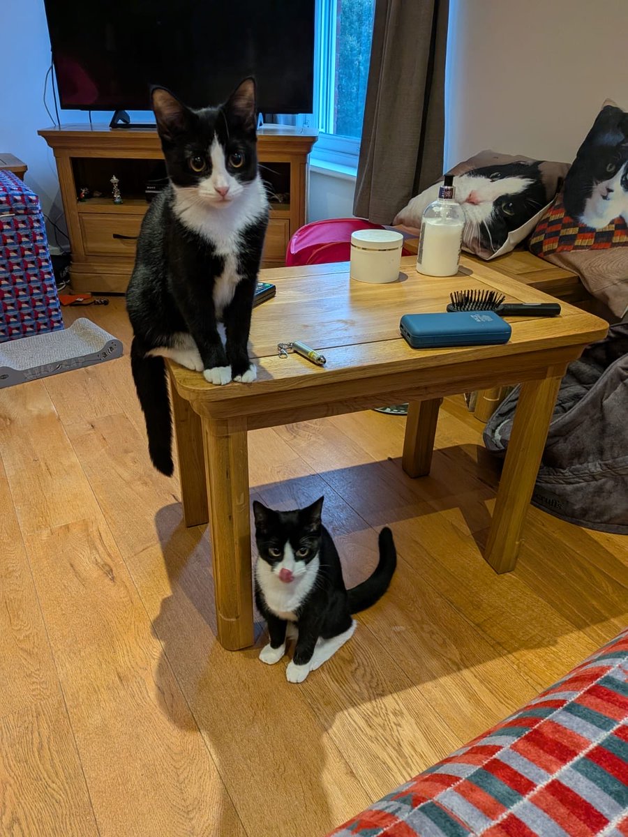 Some photos from the cat sitter. Jeff came out for a smooth and Lottie’s ready for #tongueouttuesday #catsoftwitter