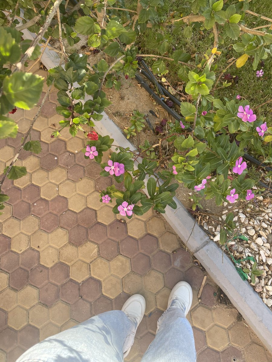 ✨عشوائيات✨
