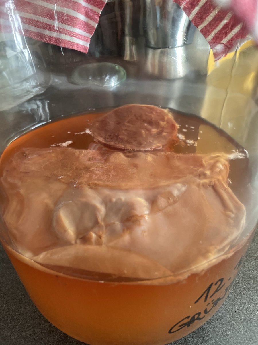 chritam's tweet photo. Appetitlich schaut das ja nicht aus 😅 soll aber angeblich gesund sein 🤔 #tee + #scobi = #kombucha https://t.co/i1O0YKKWzU