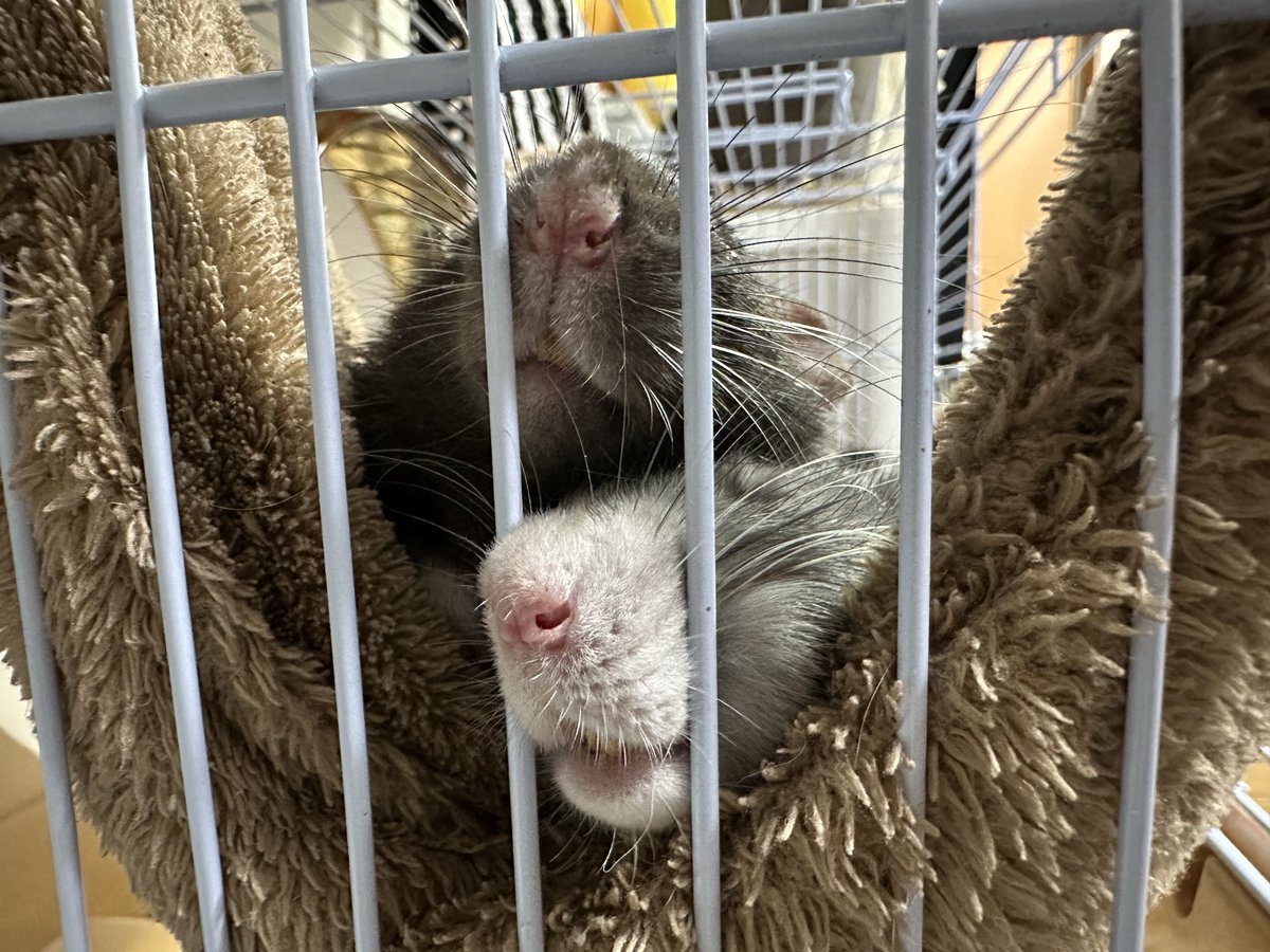 しっぽとかおはながケージの隙間から出てるとついチョンってして起こしちゃう😂