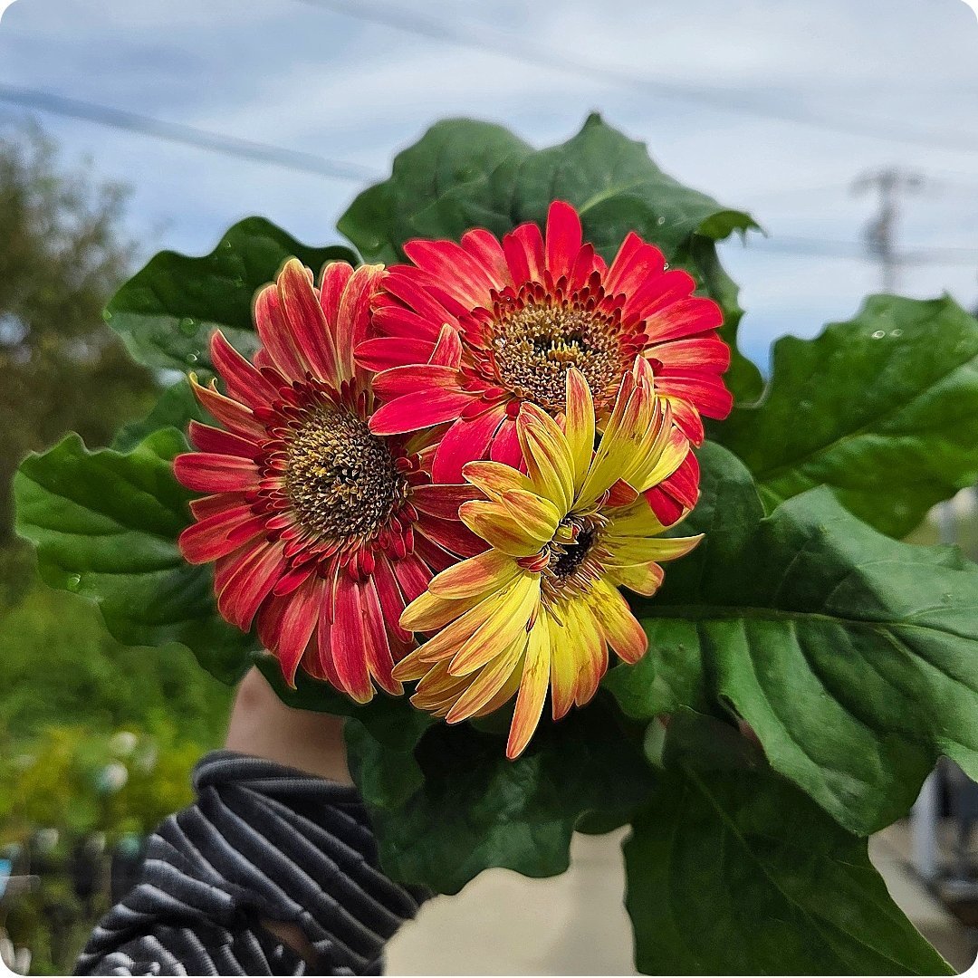 園芸ネット on X