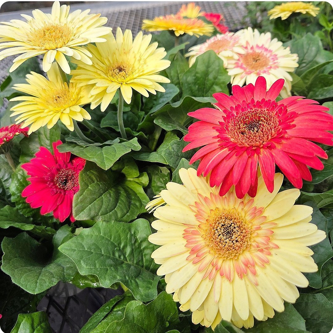 園芸ネット on X