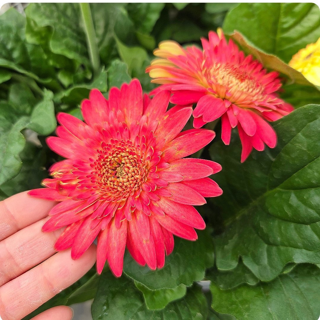 園芸ネット on X