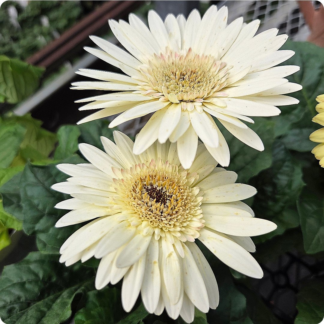 園芸ネット on X