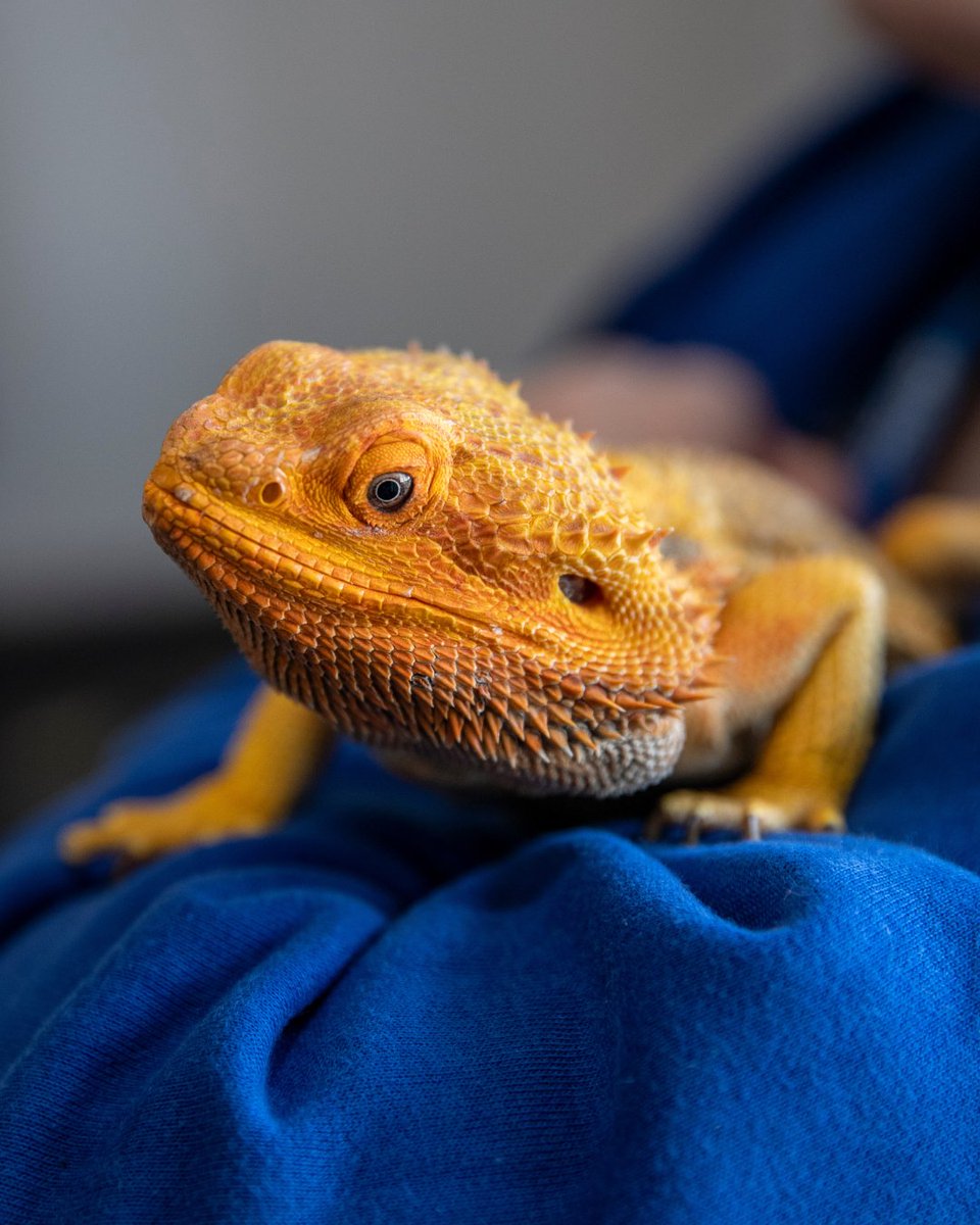 City of Portsmouth College tweet media