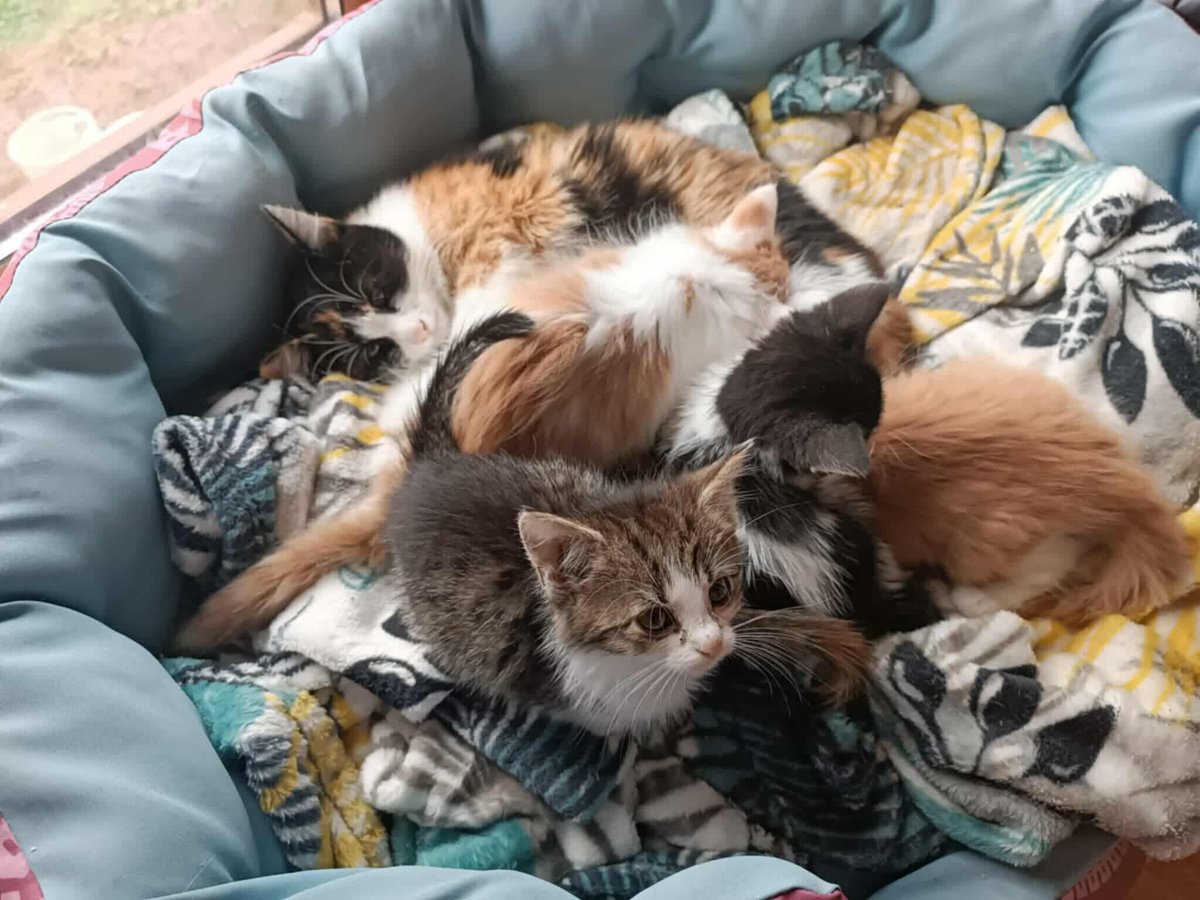 Wyobraź sobie – 12 kotów, chorych, głodnych, wyrzuconych w krzaki.
Starsza pani ratowała je, jak mogła. Teraz prosimy Ciebie. 🙏
Wsparło tylko 3 bohaterów… 150 zł. Brakuje 2850 zł, by dać im szansę.

Pomóż: ratujemyzwierzaki.pl/podworkowe-koty