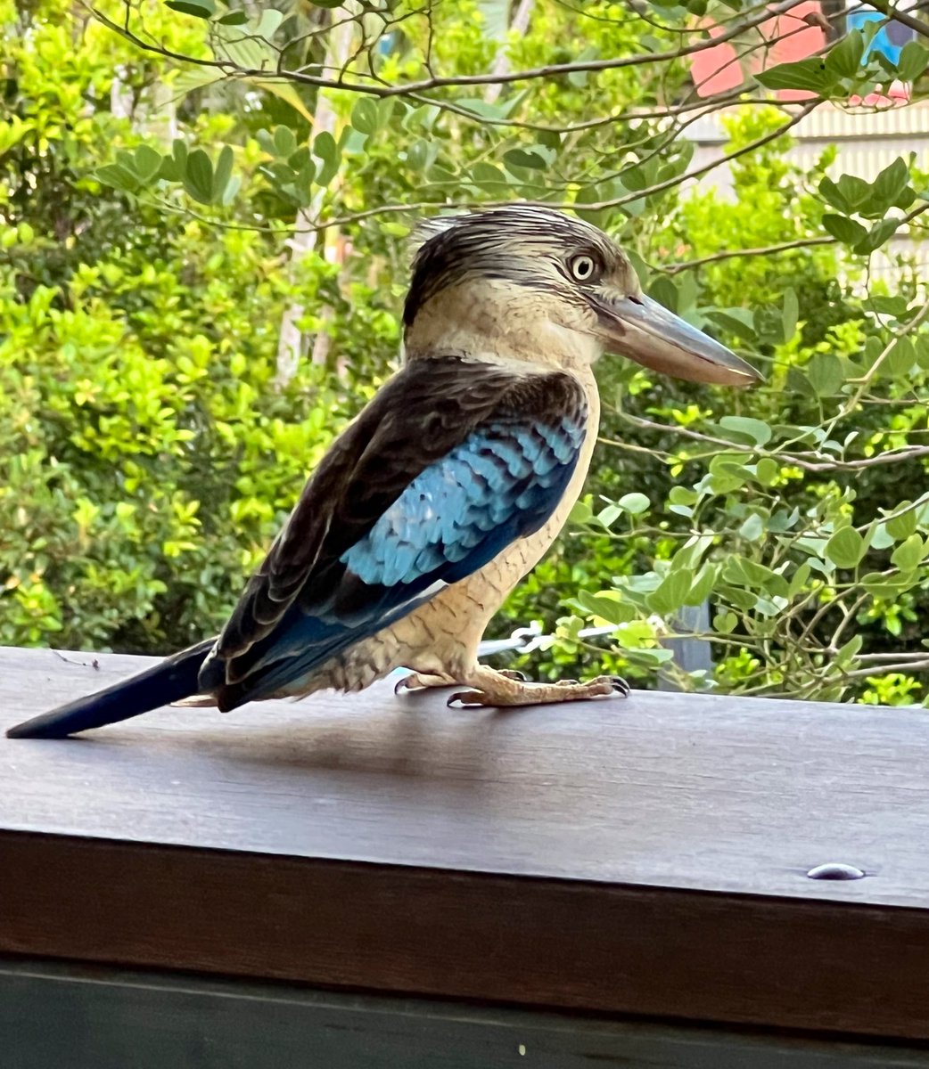 I haven’t seen any kookaburras in the yard for a while but this one came to visit today