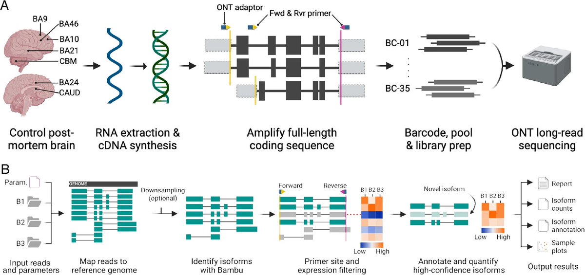 benagen3571's tweet image. Long-read sequencing reveals the RNA isoform repertoire of neuropsychiatric risk genes in human brain. #nanopore #isoform  doi.org/10.1186/s13059…