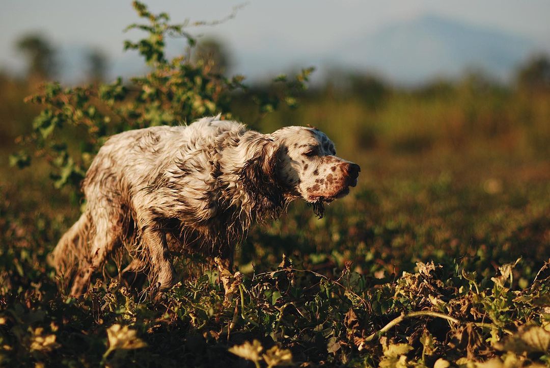 Bon dieu que c'est beau ...

#ChienDeChasse #ChienDeVie #VieDeChienDeChasse #ChassePartage #Chasse #Passion