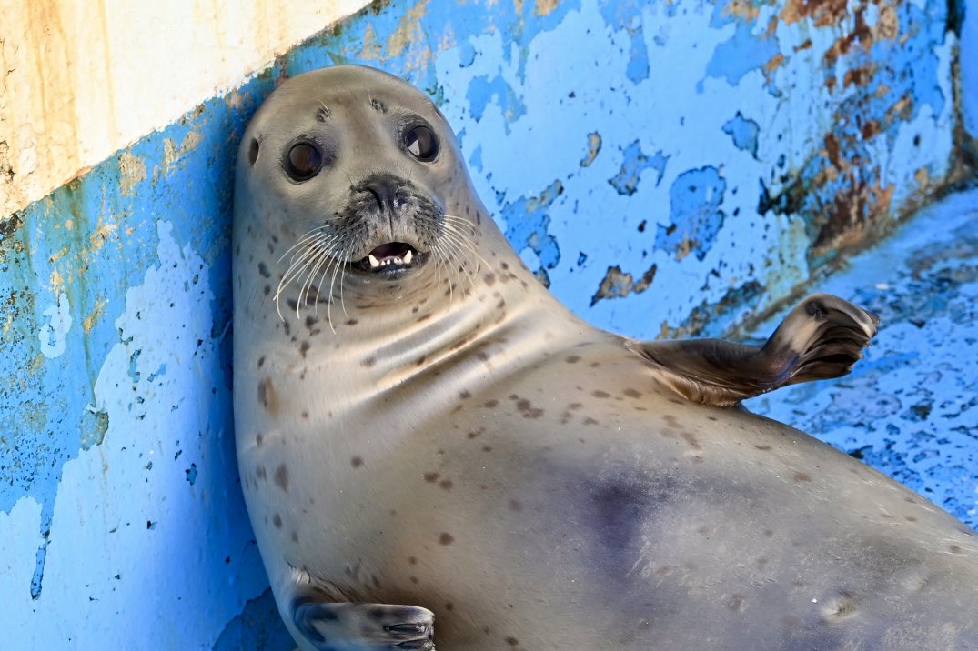 catnip4126's tweet image. お魚まだかなー
#ノシャップ寒流水族館