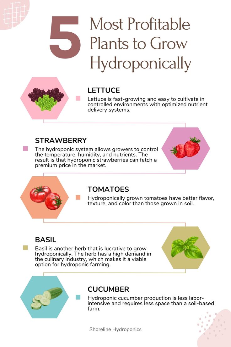 Hydroponic Gold: Planting Profitable Seeds for Success! 🌱💰 - Shoreline Hydroponics
Hydroponics – Soil-less farming using nutrient-rich water solutions, perfect for small indoor setups.
#VerticalFarming #UrbanGreen #SustainableLiving #GardenIdeas #GrowYourOwn #IndoorGarden