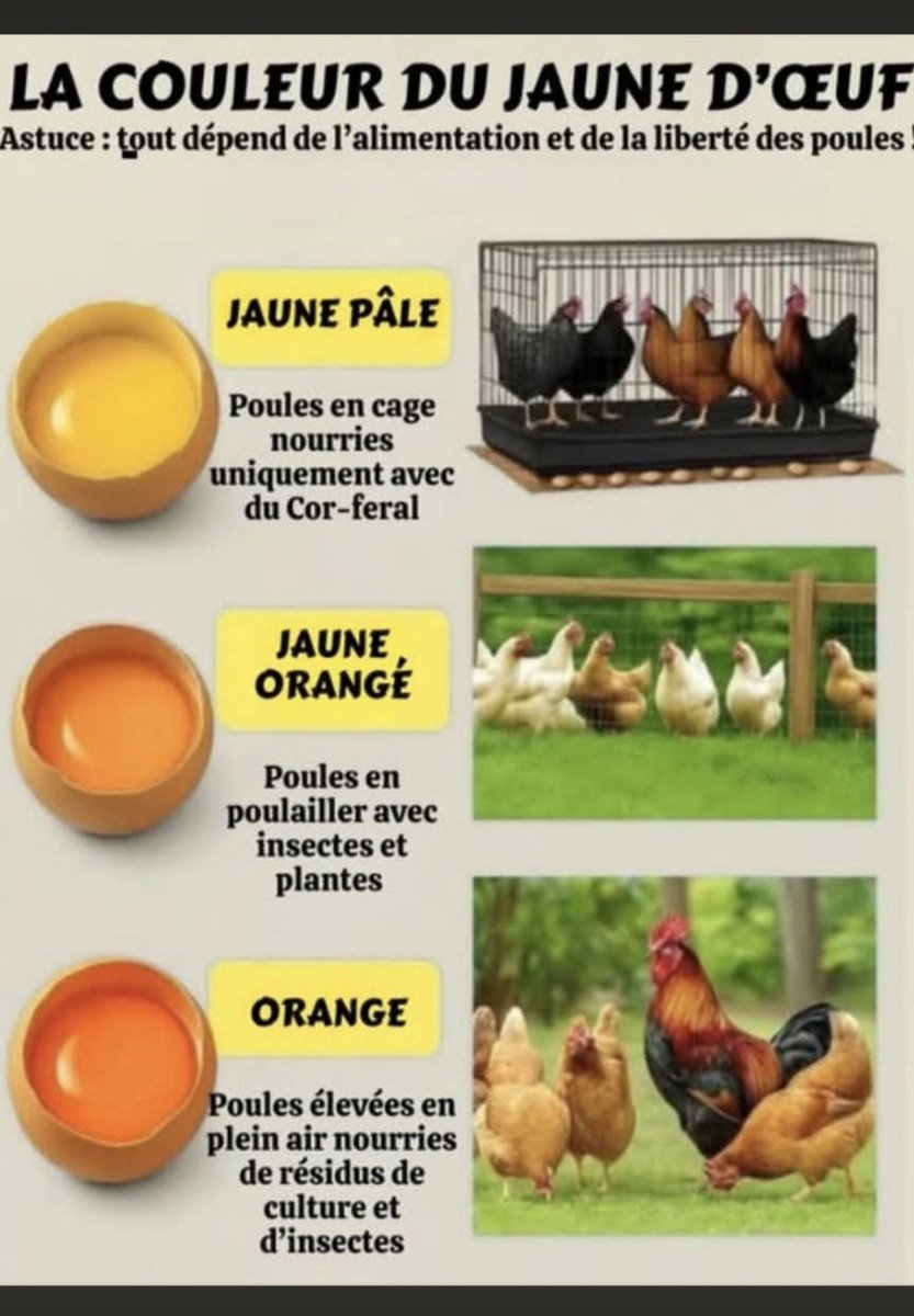 PBE 🦔🌳🐤🐾 (@pbe95) on Twitter photo 