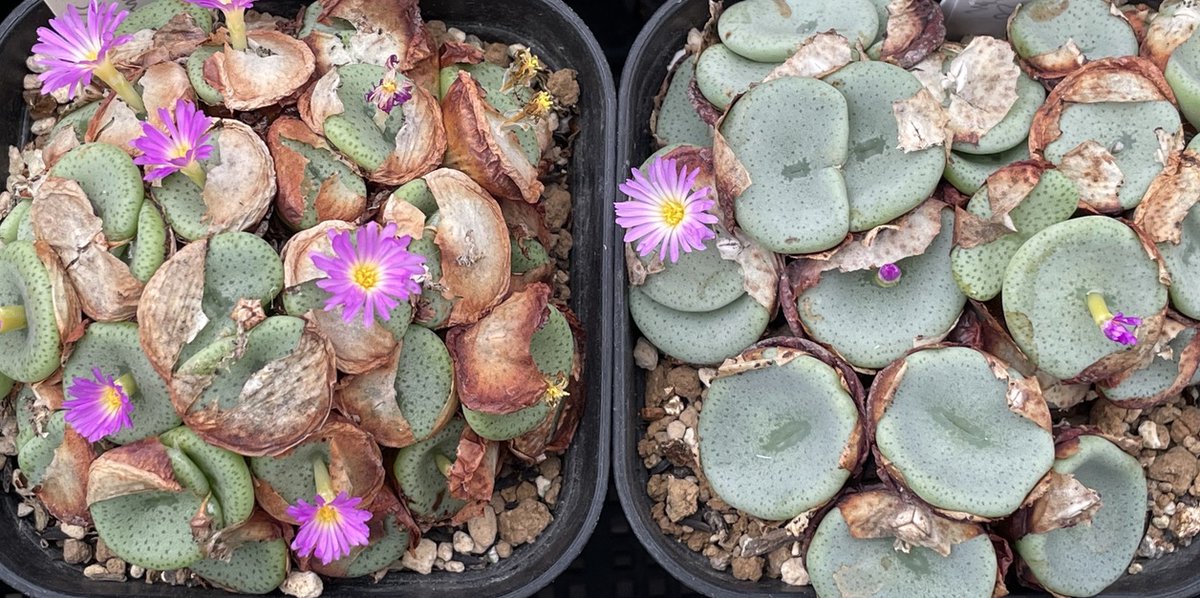 クラテリフォルメ Conophytum crateriforme 実生増殖している