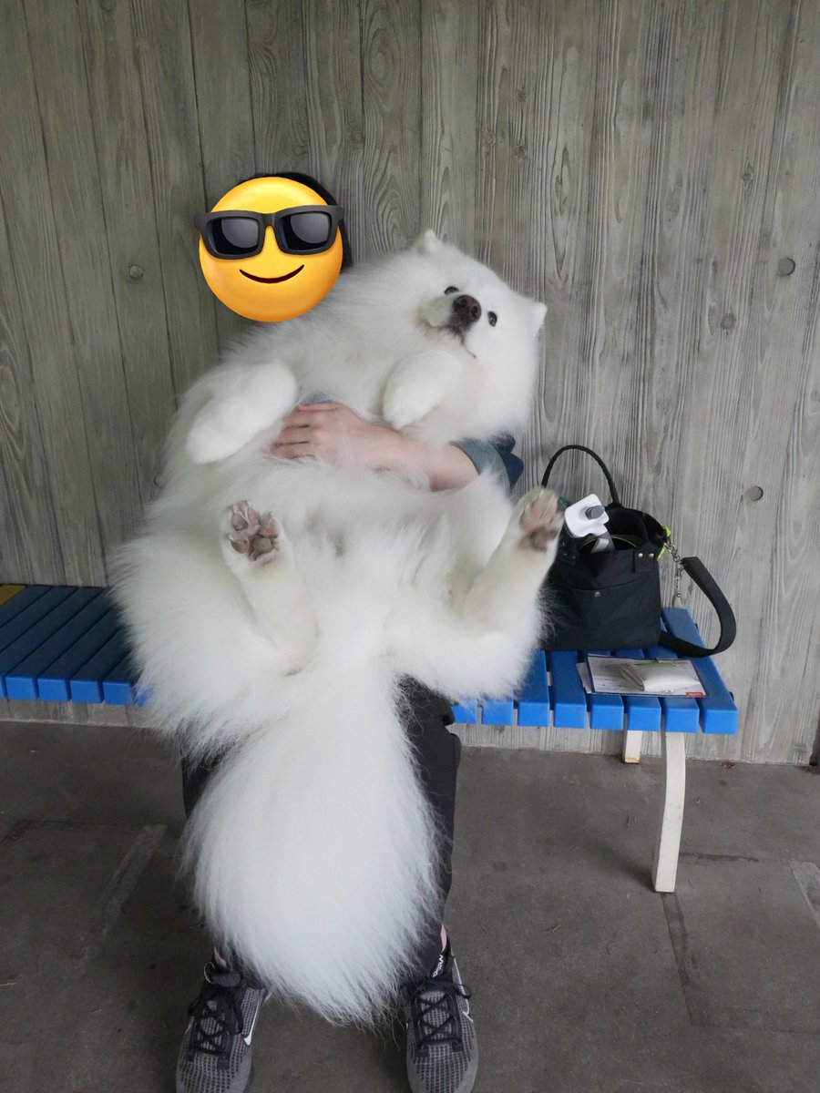 samoyed_dazs's tweet image. ママがドッグランの年会更新している間
だらけてたサモエド