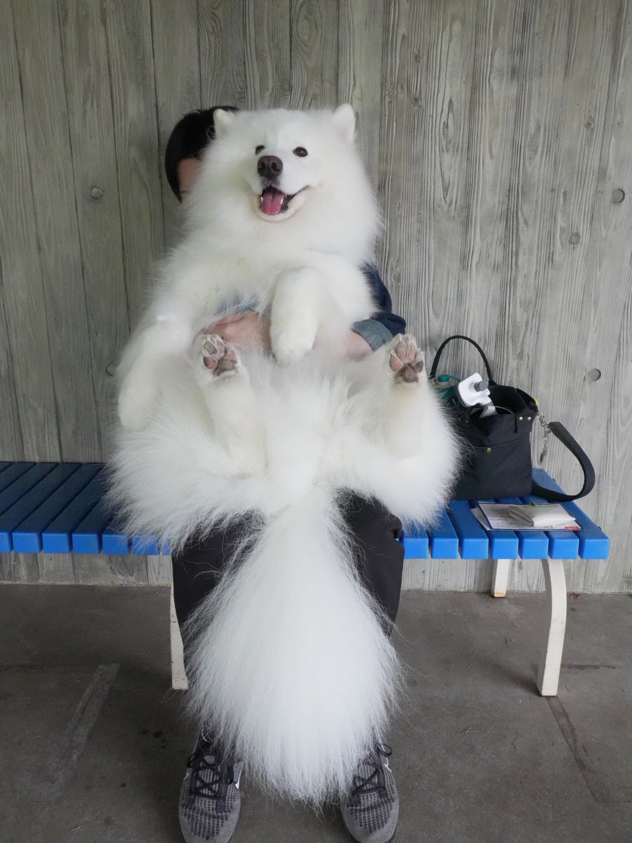 samoyed_dazs's tweet image. ママがドッグランの年会更新している間
だらけてたサモエド