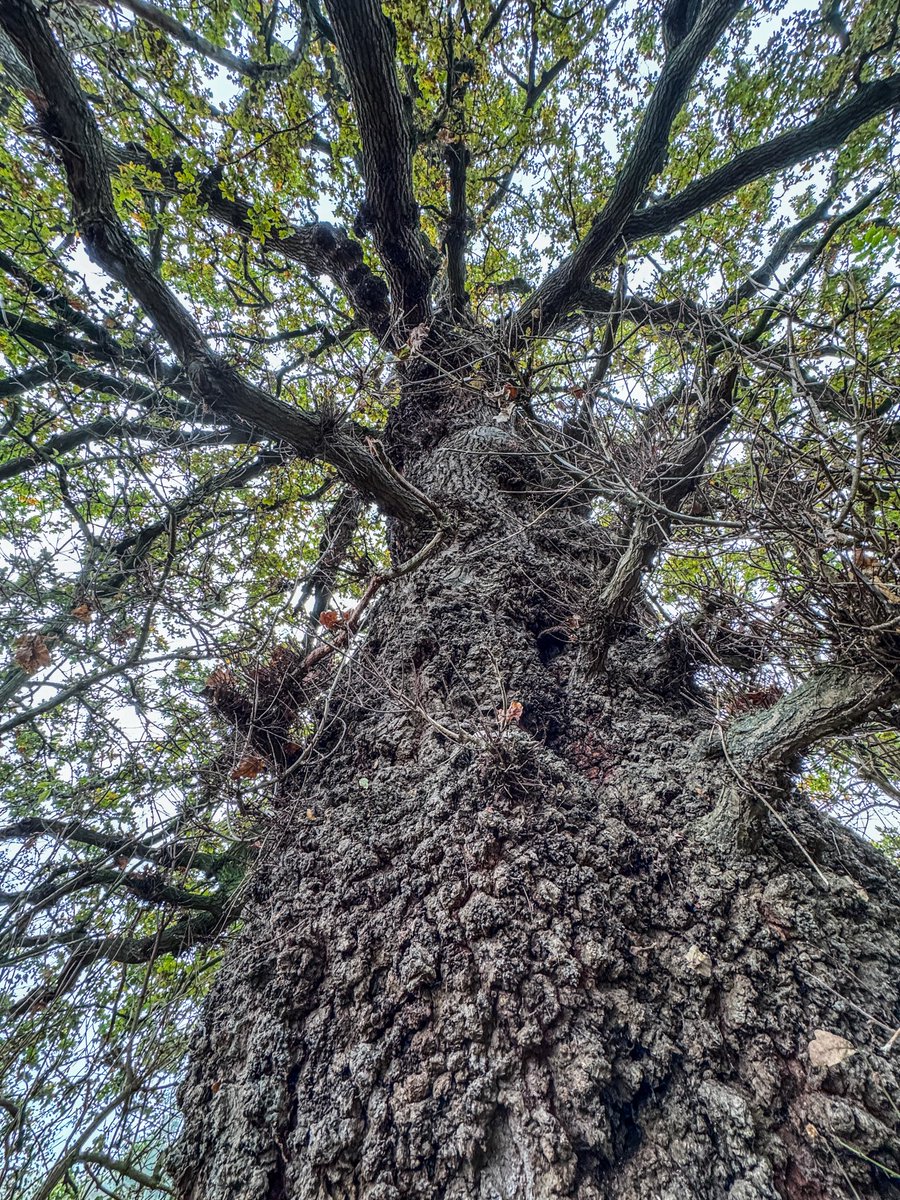 A couple for #TreeClub and <a href="/WoodlandNomad/">TC🌳</a> from yesterday in Shropshire.
