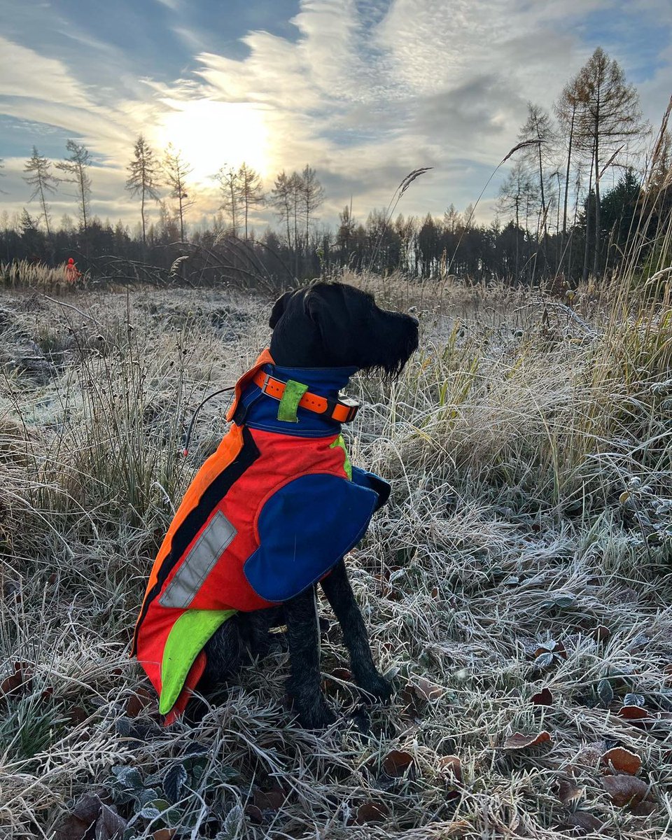 Monsieur fait du boudin, le démarrage ne va pas assez vite à son goût !

#ChienDeChasse #ChienDeVie #VieDeChienDeChasse #ChassePartage #Chasse #Passion