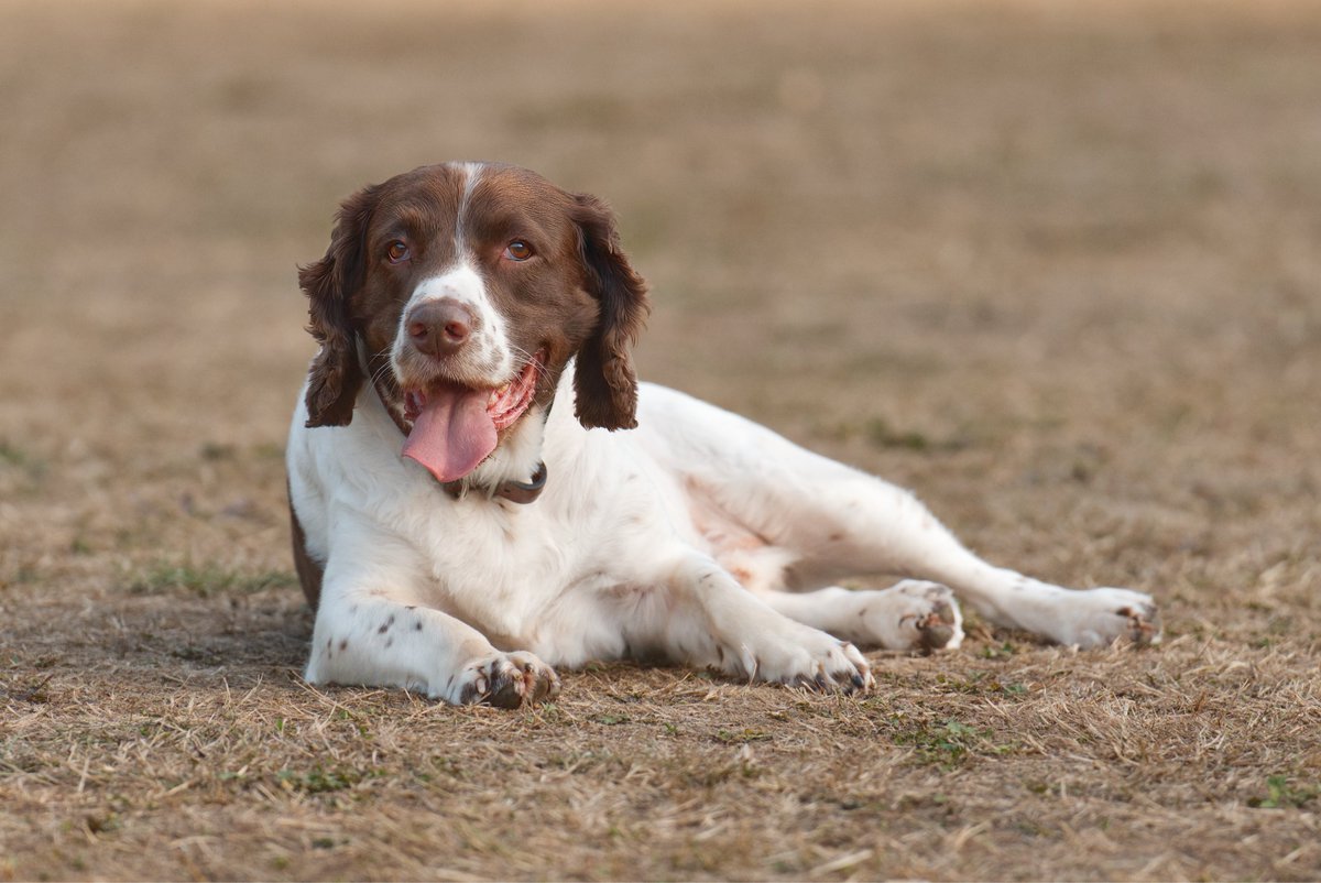 SalirChick's tweet photo. #DPPCpets Paddy listening in https://t.co/YQqP2xVjBC