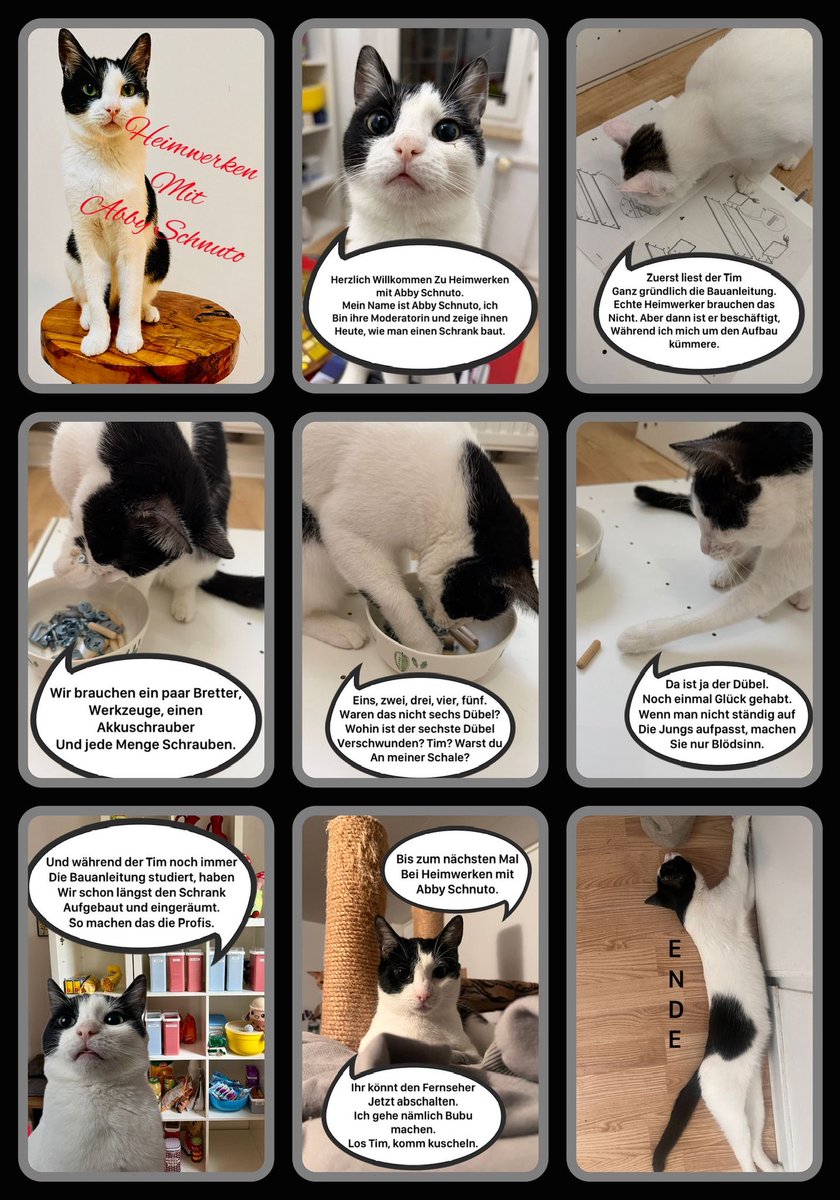 Abby Schnuto ist in ihrem Job als NCIS Agent nicht ausgelastet.
Sonya Kraus und co dürfen einpacken. Hier kommt die neue Heimwerker-Königin. 
Der Mann @catdadofseven hat den Comic gestaltet.

Bei der Arbeit kam kein Tier zu schaden, sie waren die ganze Zeit unter Aufsicht. 
In