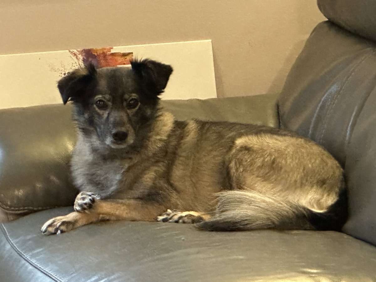 RussJW79's tweet photo. #DPPCpets
Luna and Izzy alert and ready to learn all about Data Protection.
Luna is a DPIA whizz following risk assessment experience when on walks.
Izzy is a DSAR expert who just loves giving licks and love for attention. https://t.co/eE61Jn11QI