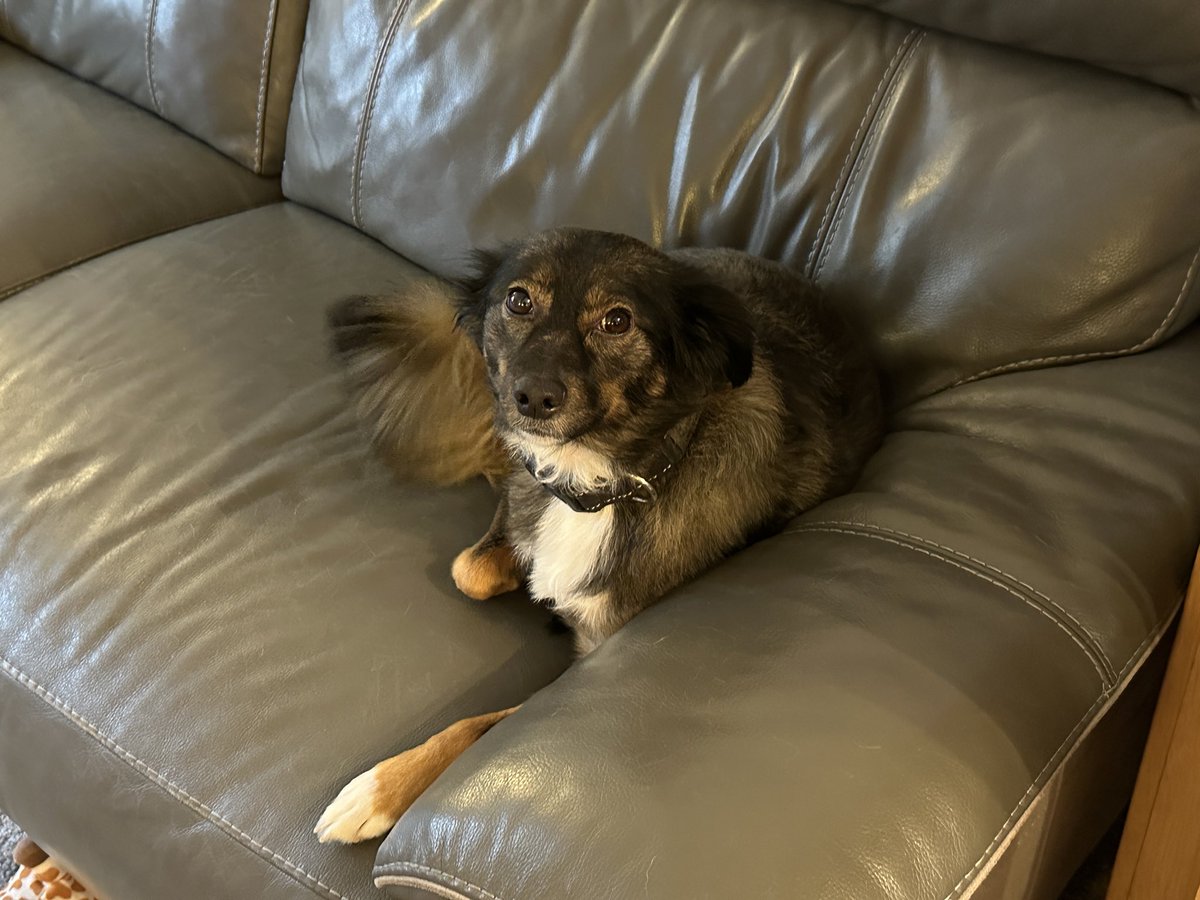 RussJW79's tweet photo. #DPPCpets
Luna and Izzy alert and ready to learn all about Data Protection.
Luna is a DPIA whizz following risk assessment experience when on walks.
Izzy is a DSAR expert who just loves giving licks and love for attention. https://t.co/eE61Jn11QI