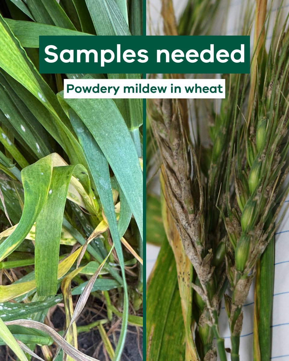 VicGovAg's tweet photo. 🌾 Are you growing wheat this season?
If you see signs of #PowderyMildew in your crop, please send us a sample to help our research into #fungicide resistant mutations.
Send your sample marked ‘Powdery mildew’ in a paper envelope (no plastic) with:
✔Your name
✔ Location
✔ Date of collection
Send to
📨 AgriBio Specimen Reception
Main Loading Dock
5 Ring Road
Bundoora Vic 3083
🤔Queries? please contact reference.collections@agriculture.vic.gov.au or call 136 186
#AgChatOz #AgTwitter #AusAg @GRDCSouth @theGRDC @BCG_Birchip @SouthernFS