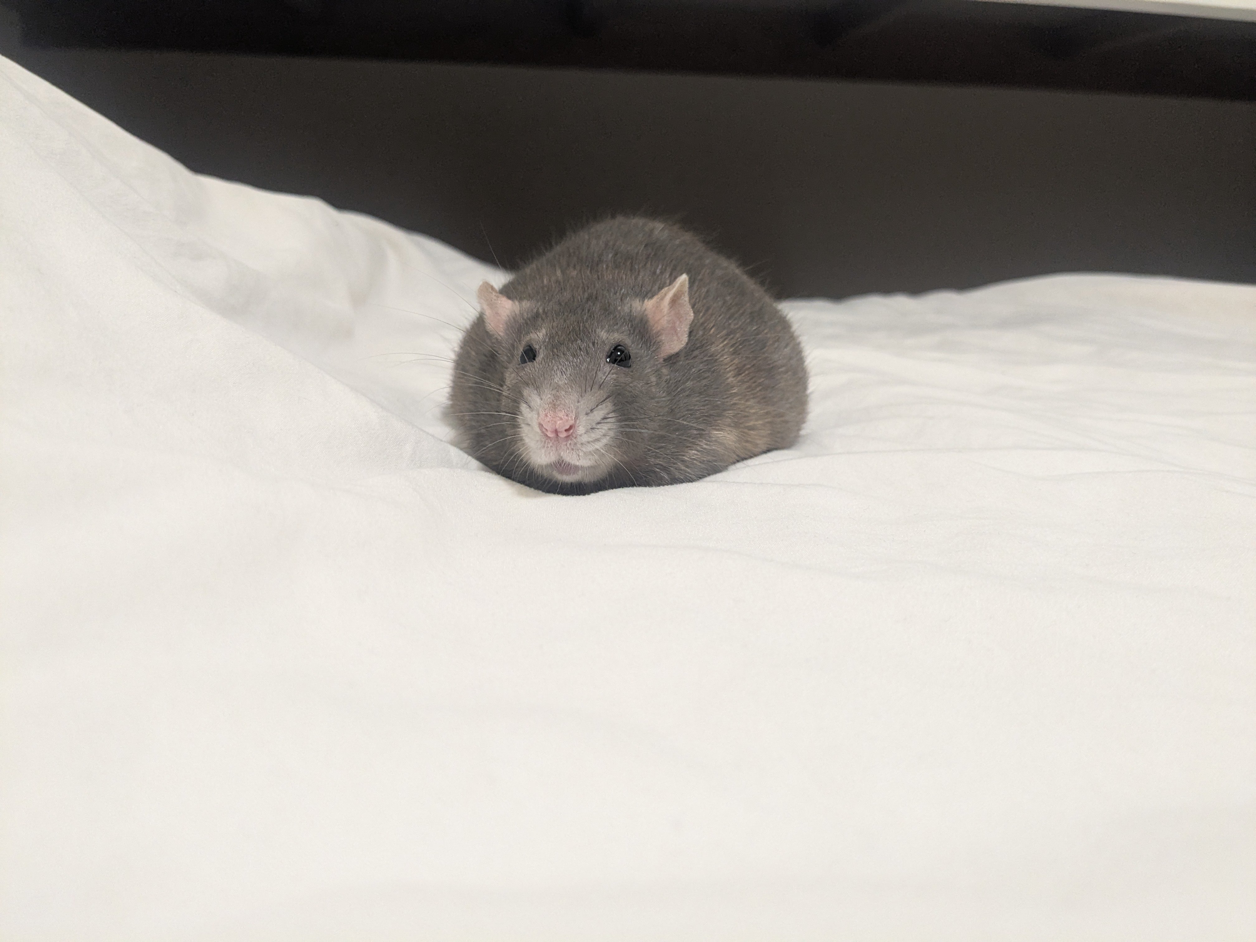 Qoo(*´꒳`*) ＋ねずみ 第206作。ここ暫く美キャラばかり続いたんで、ビビビのネズミ男