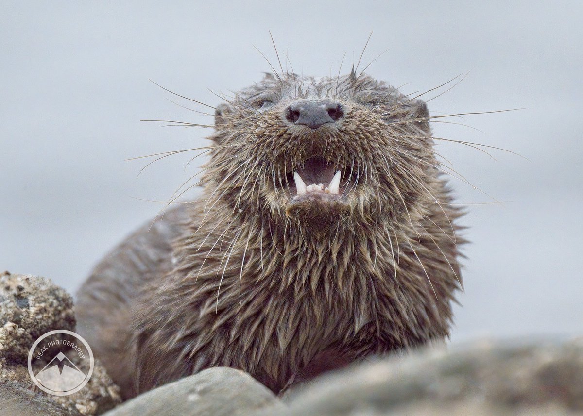 M J Peakman Photography tweet media