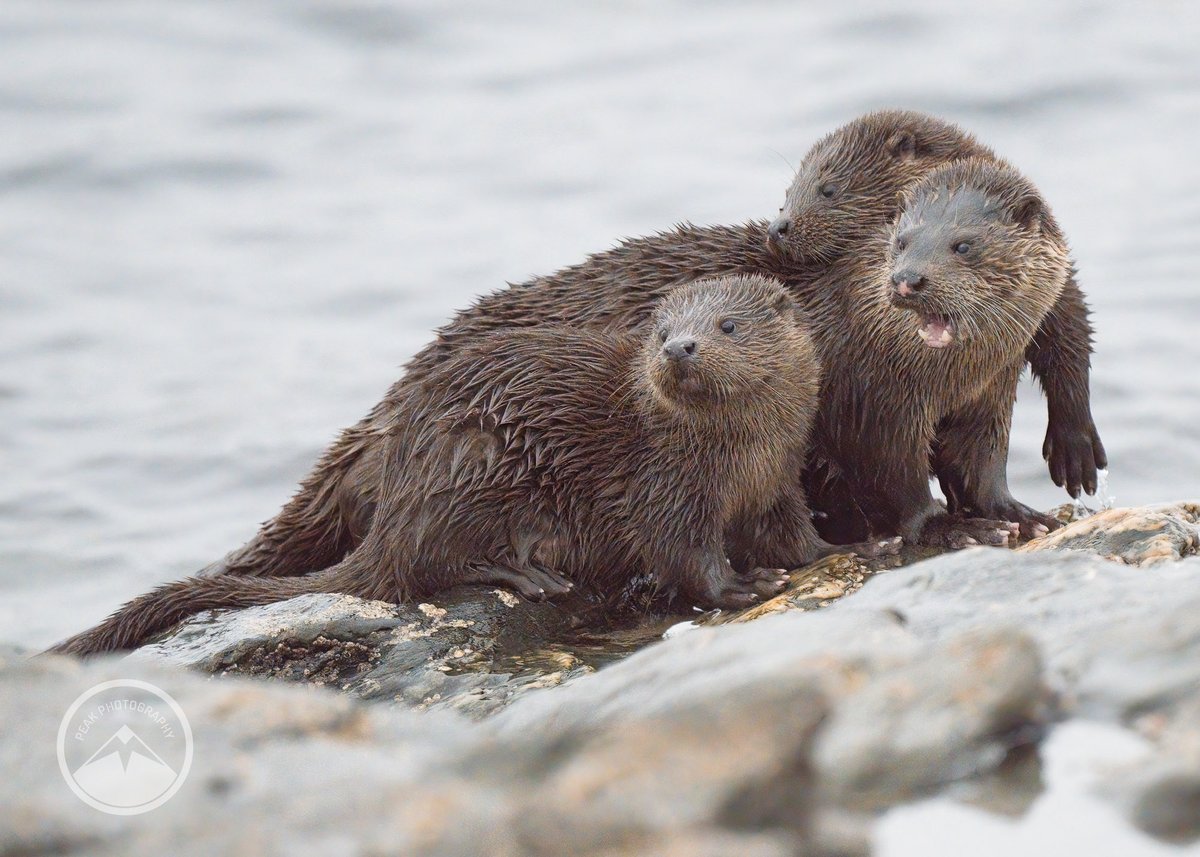 M J Peakman Photography tweet media