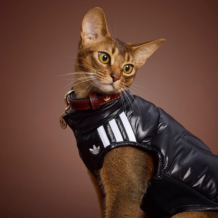 Bringing streetwear staples to snouts, the sportswear giant <a href="/adidas/">adidas</a> has unveiled its Fall/Winter 2025 petwear collection, complete with mini tracksuits and hoodies inspired by its iconic styles

🔗 hypebae.com/2025/10/adidas…