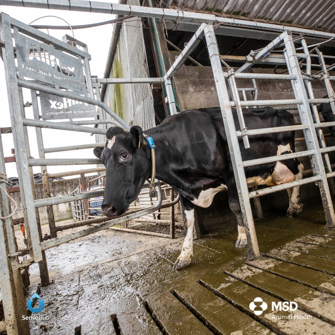 SenseHub Drafting Gates enable the automatic separation of cows according to your own preset factors.🐄
 
You can sort cows automatically from programmed lists, standard or custom reports, or individual cow data (health, production, breeding)📲

👉 ie.sensehub.com/drafting-gate/