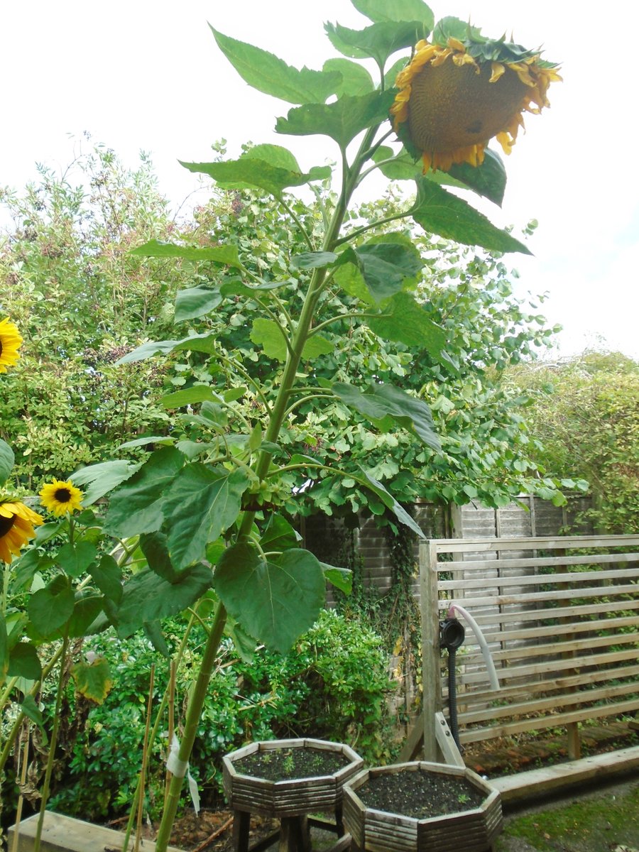 EnvarComposting's tweet image. 🌻 Back in May we donated 2 bulk bags of our PAS100 peat-free compost to Long Marston VA Primary & Nursery School. The result? A stunning crop of sunflowers that’s brought colour & smiles to the whole community! 🌱 #SoilHealth #PeatFree #CommunityEngagement