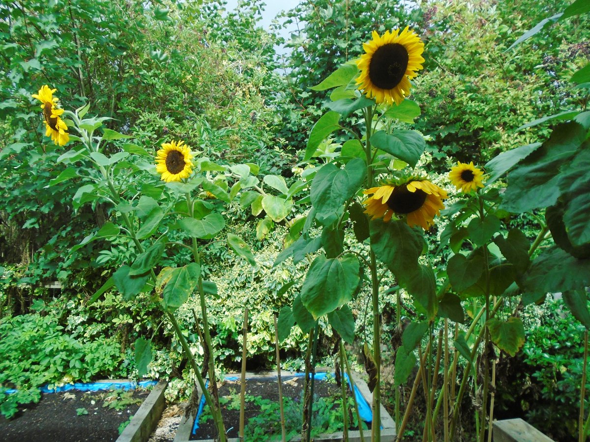 EnvarComposting's tweet image. 🌻 Back in May we donated 2 bulk bags of our PAS100 peat-free compost to Long Marston VA Primary & Nursery School. The result? A stunning crop of sunflowers that’s brought colour & smiles to the whole community! 🌱 #SoilHealth #PeatFree #CommunityEngagement